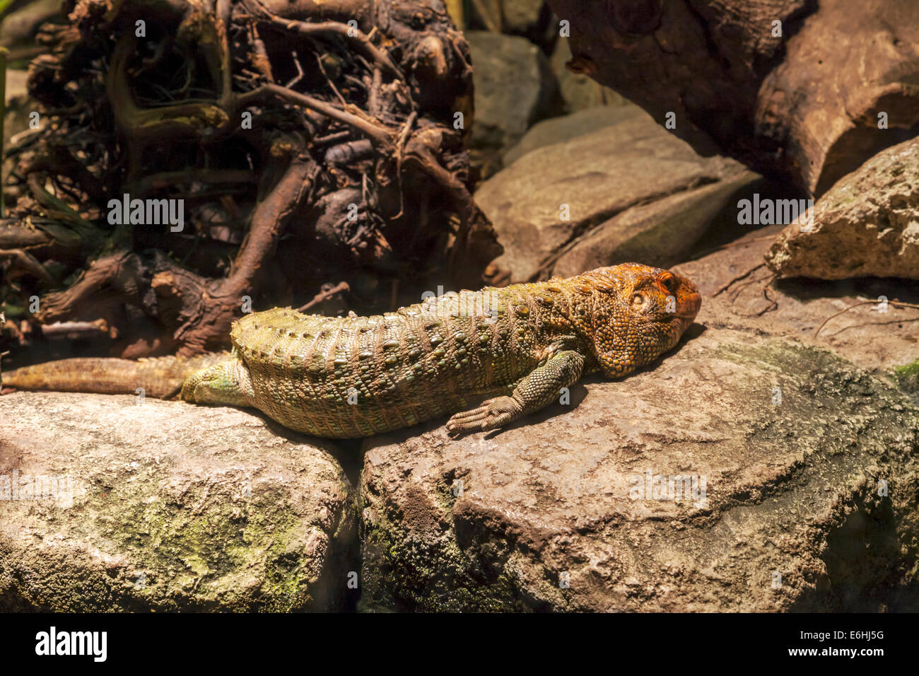 Caiman Lizard IDracaena guianensis) reptile resting on a rock in the Jacksonville Zoo serpentarium exhibit. Stock Photo