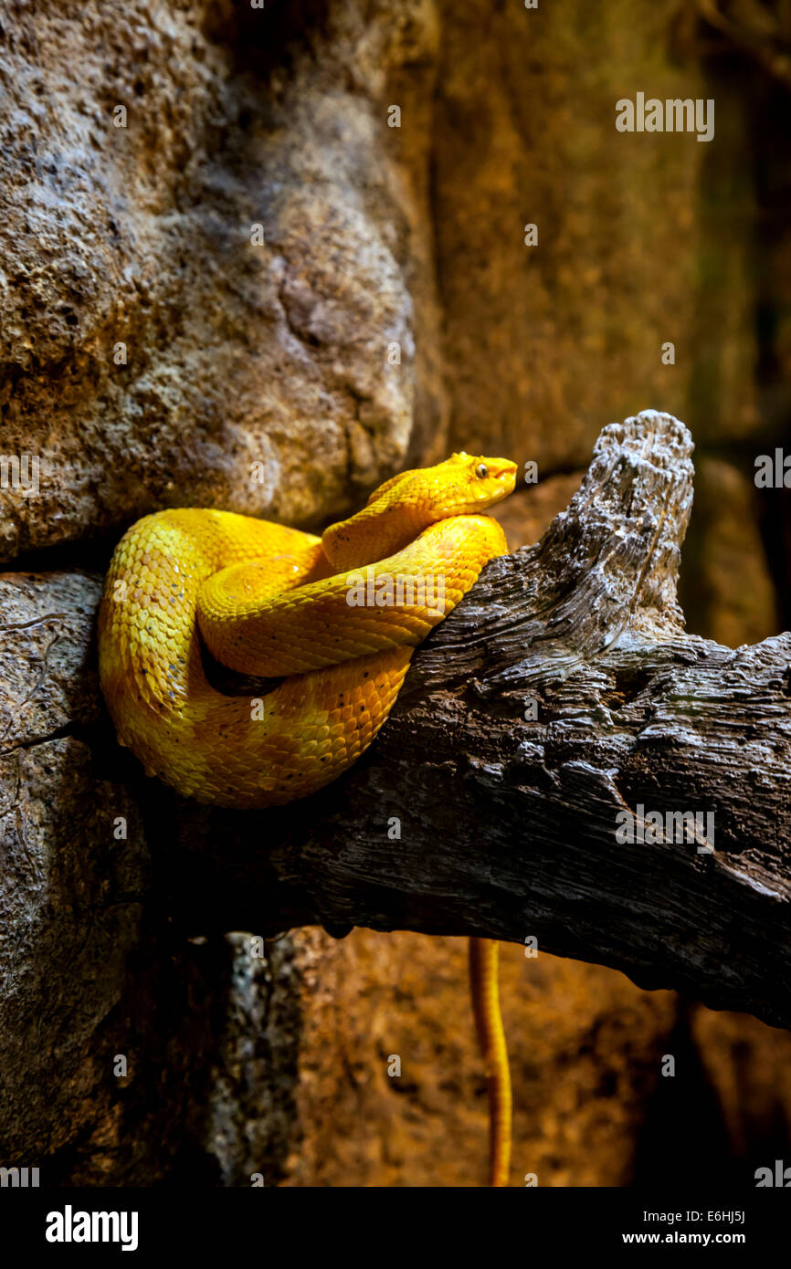 An Eyelash Pit Viper (Bothriechis schlegelii) rests coiled in crook of a tree branch in Jacksonville Zoo serpentarium exhibit. Stock Photo