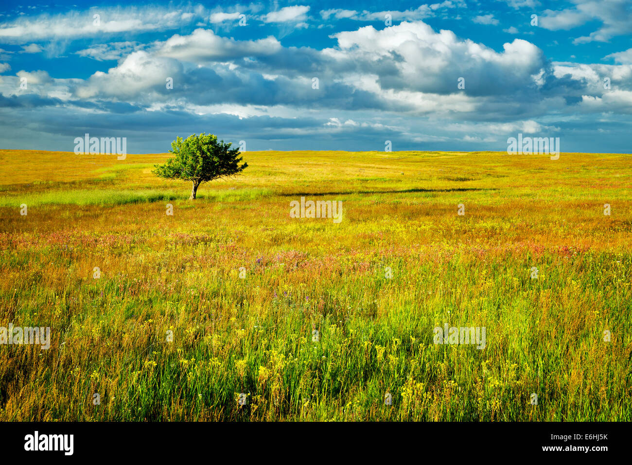 Lone tree and wildflowers. Zumwalt Prairie Preserve, Oregon Stock Photo