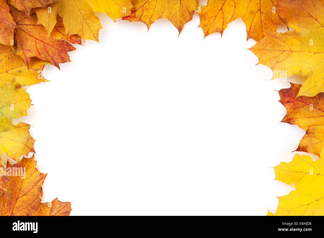 Colorful autumn maple leaves frame. Isolated on white background Stock ...