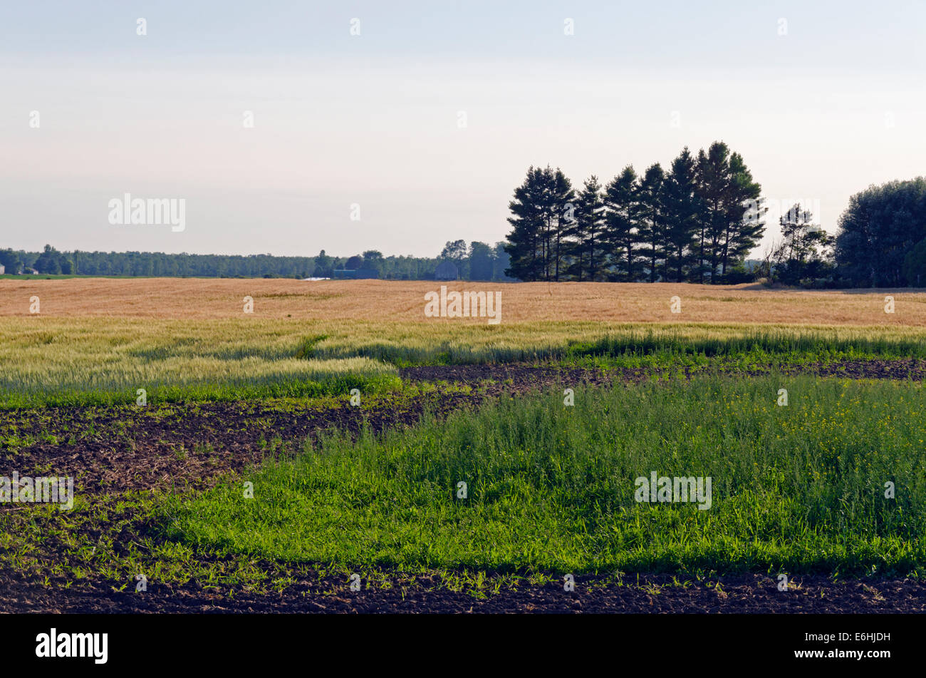 Farm field and green grass under blue sky Stock Photo