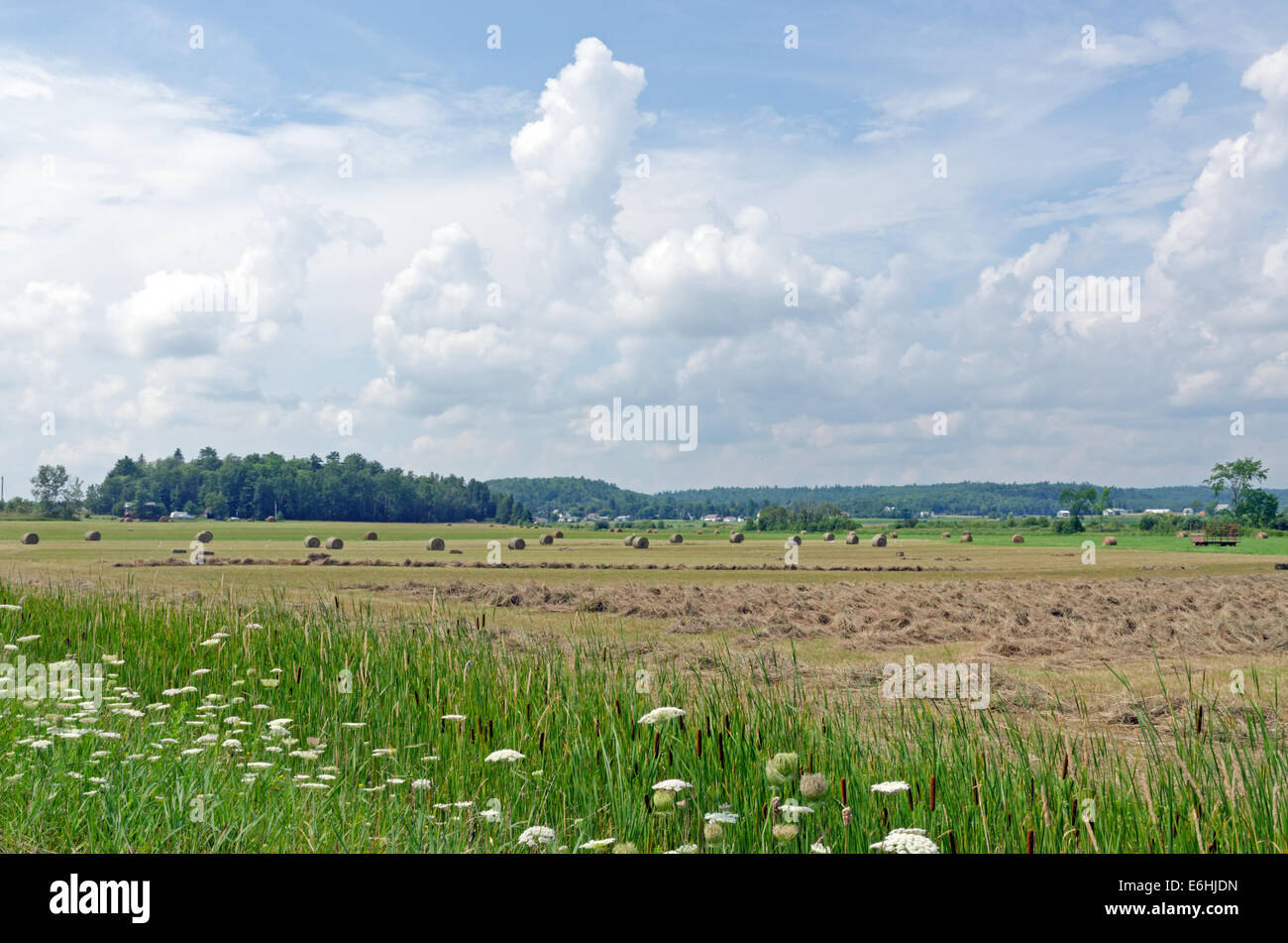 Farm field and green grass under blue sky Stock Photo