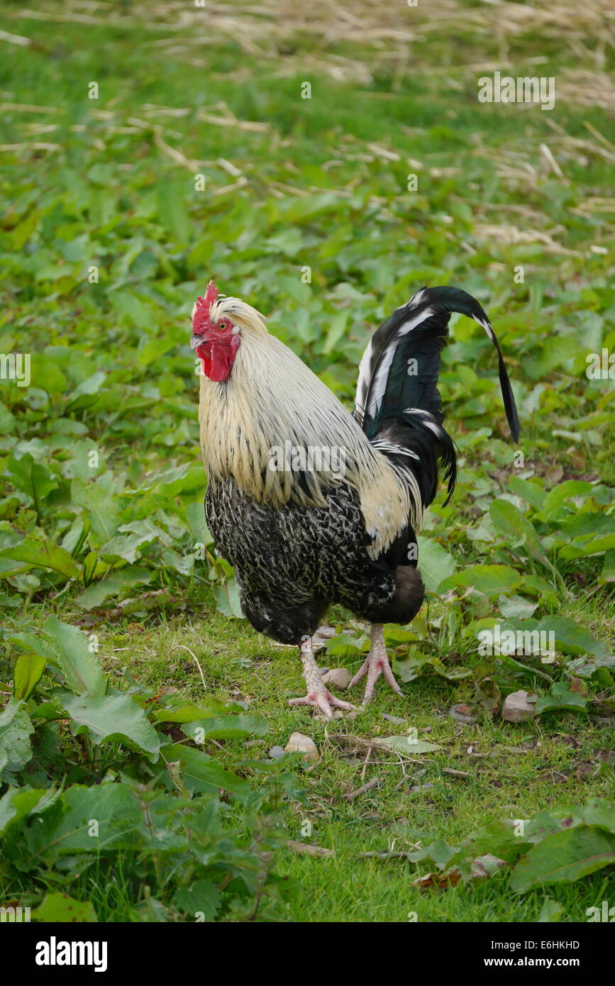 animals and wild life Stock Photo - Alamy