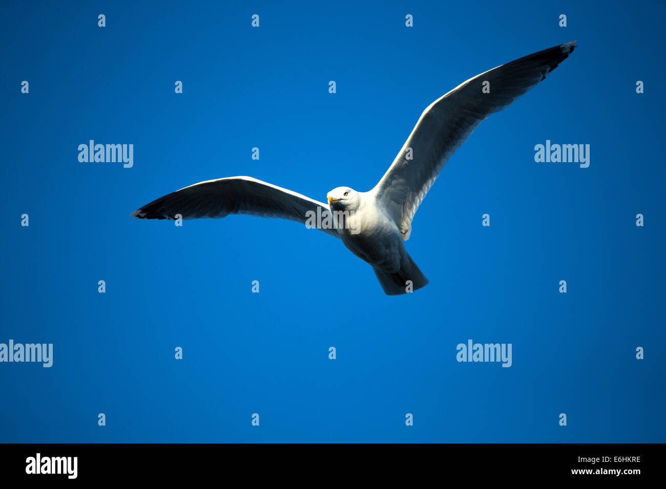 A Herring Gull in flight Stock Photo