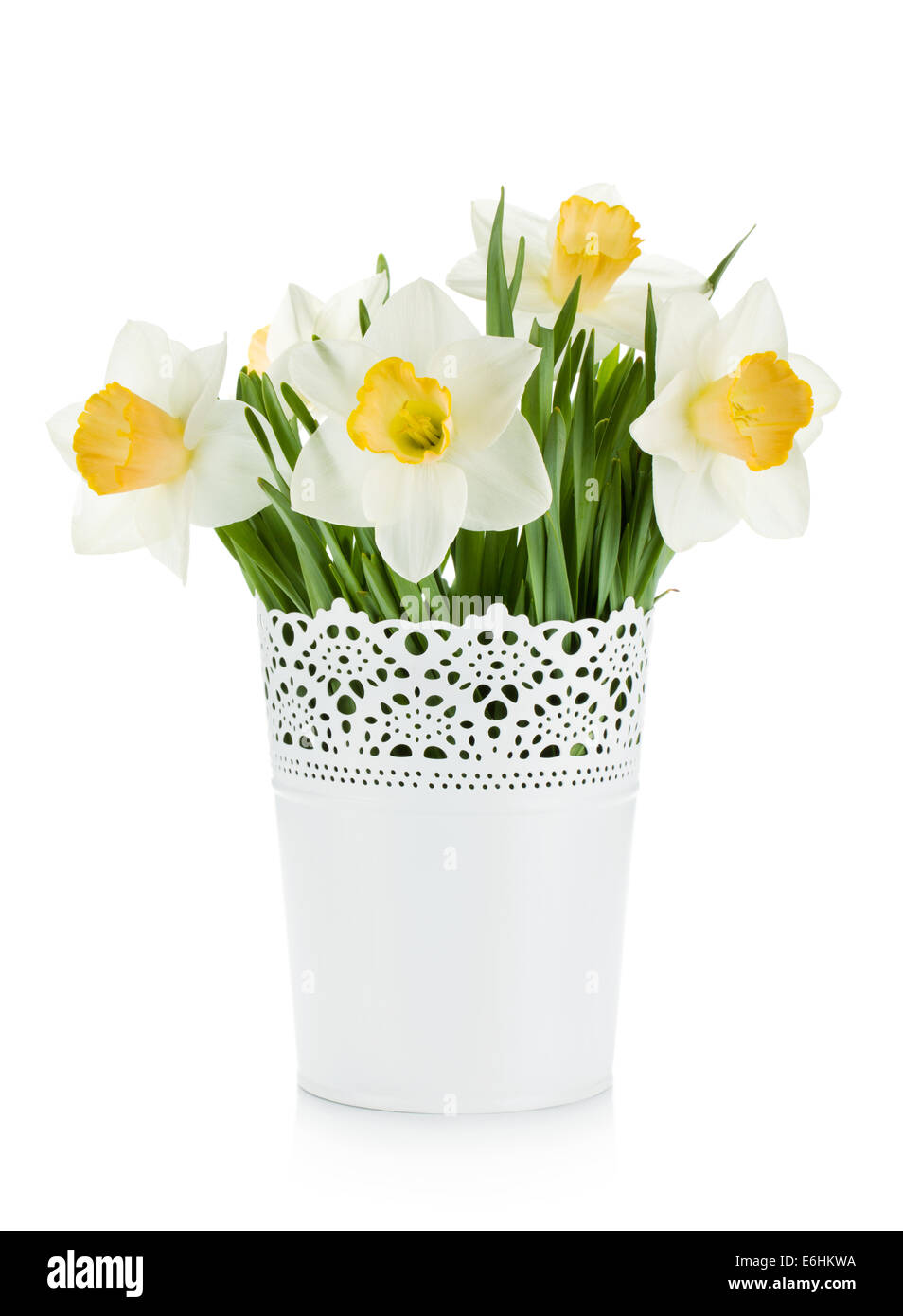 White daffodils in pot hires stock photography and images Alamy
