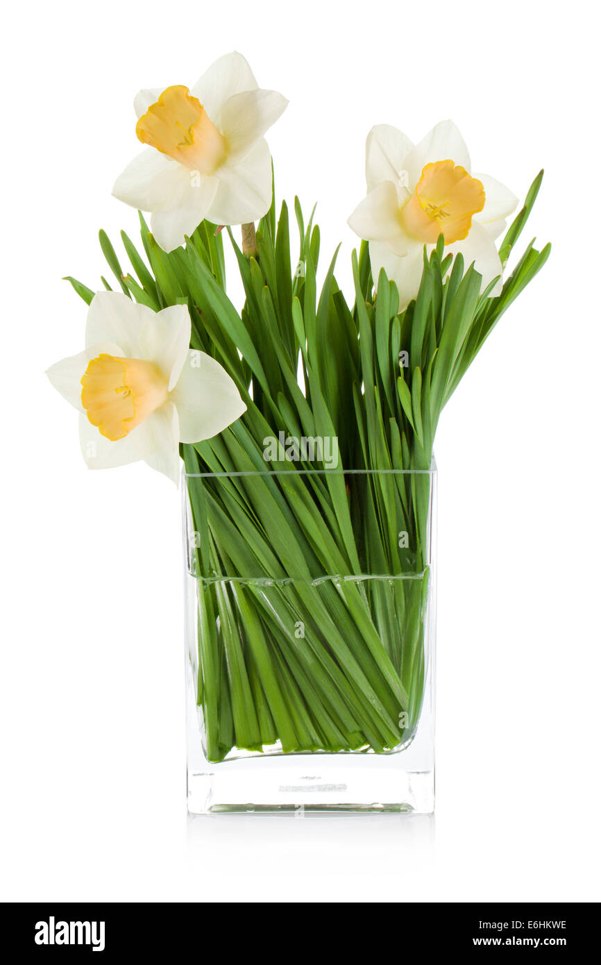 White daffodils in glass vase. Isolated on white background Stock Photo ...
