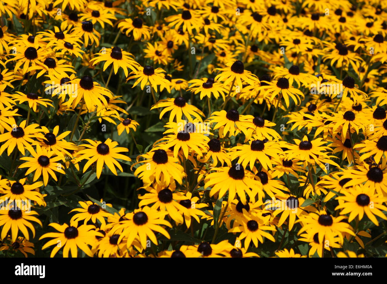 Yellow Daisies Stock Photo