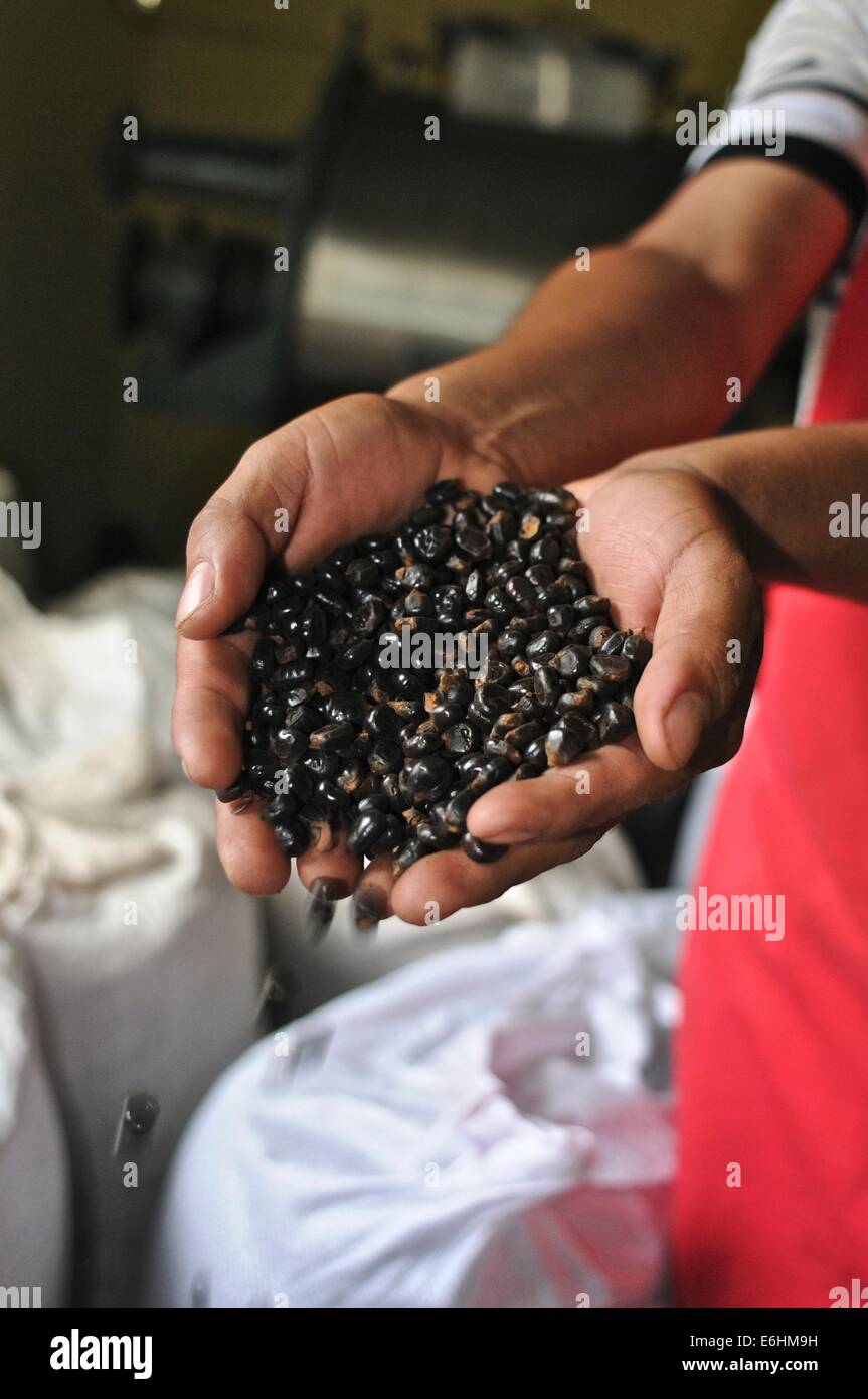 motor alcohol contar hasta Coffee beans. Panamanian agroindustrial coffee factory ?Café Diamante S.A  Stock Photo - Alamy