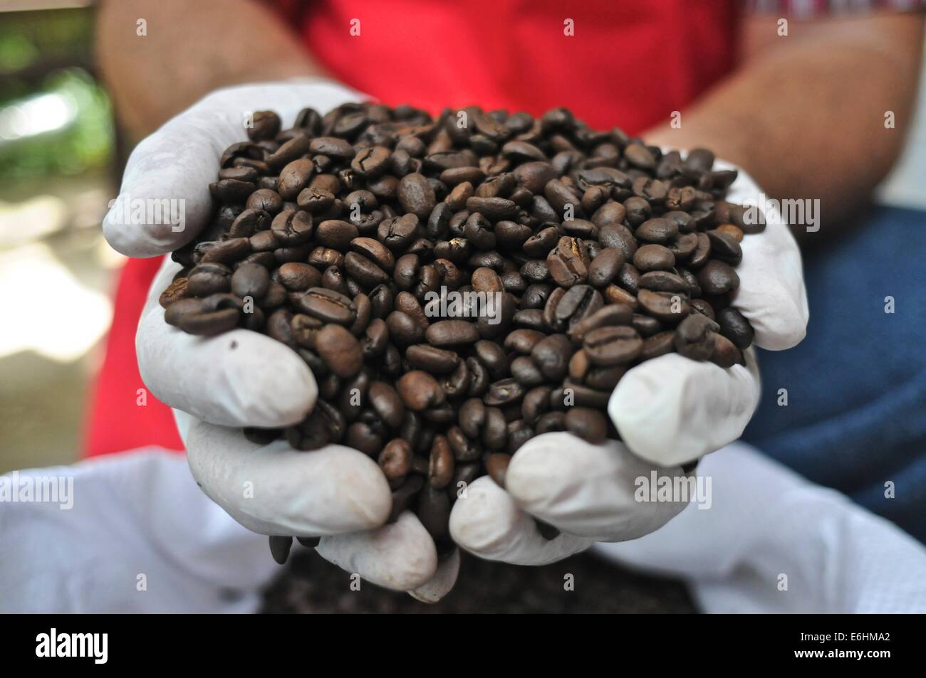 Coffee beans. Panamanian agroindustrial coffee factory ?Café Diamante S