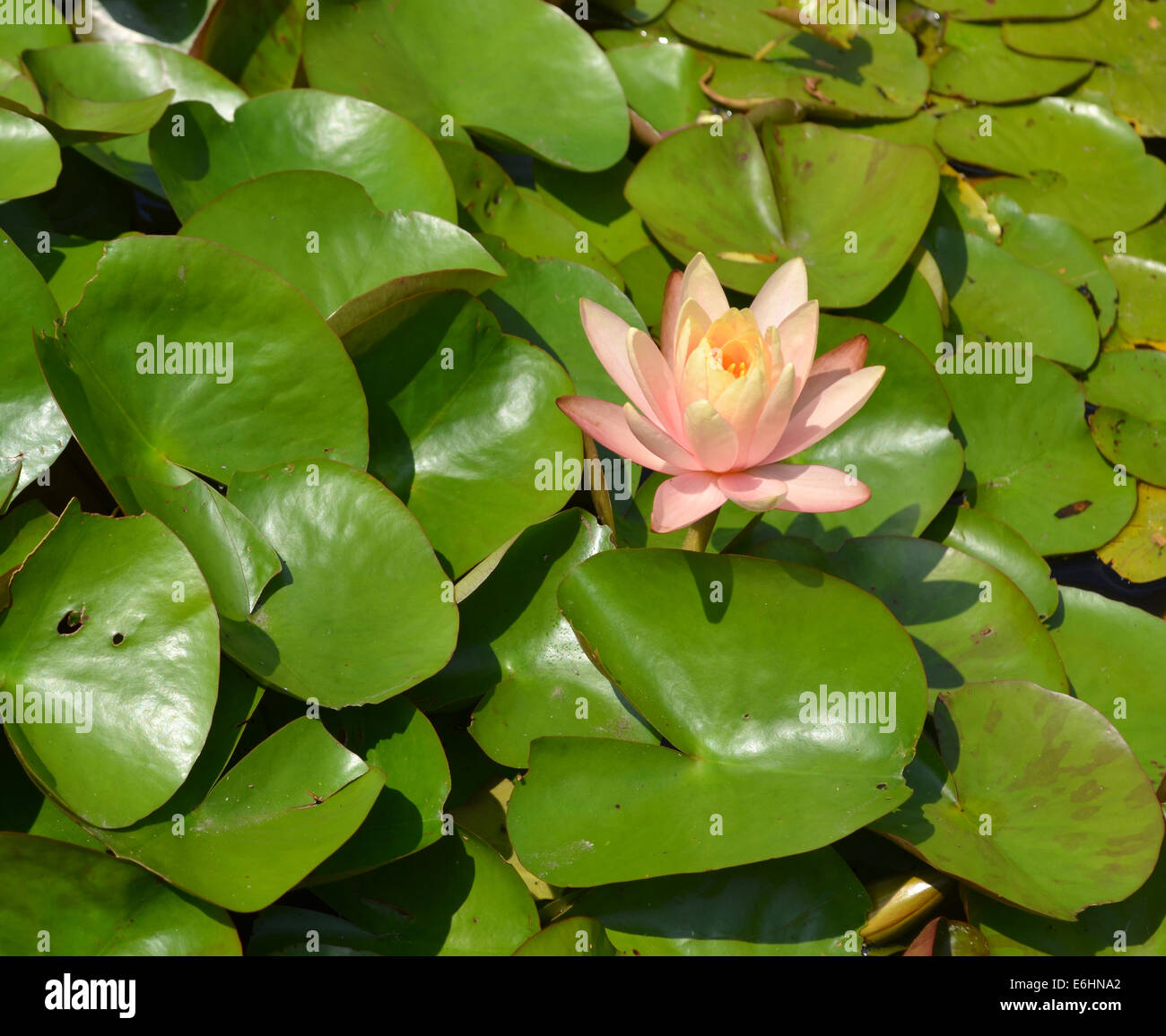 Water lilies Stock Photo