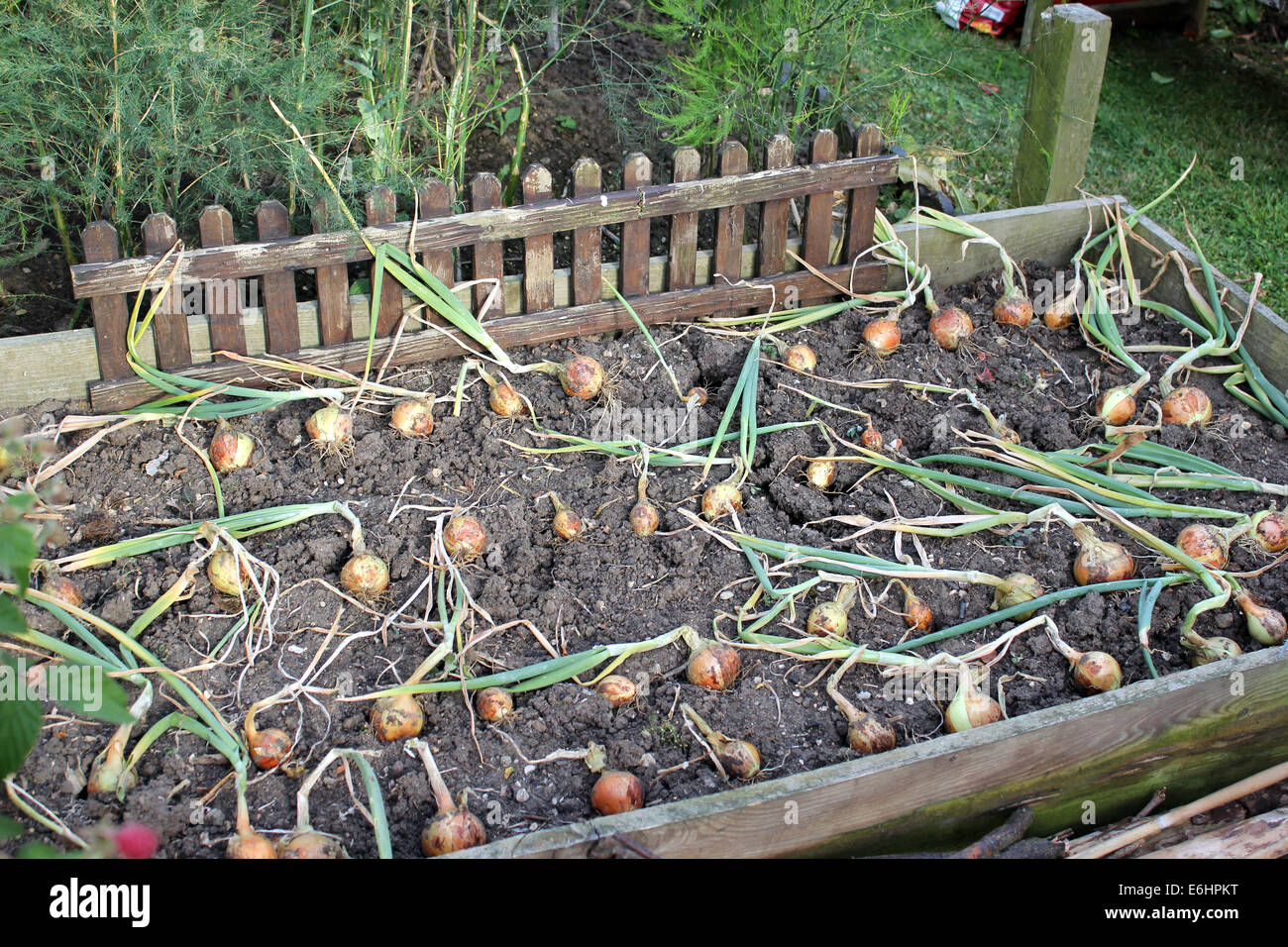 Onions stuttgarter riesen hires stock photography and images Alamy