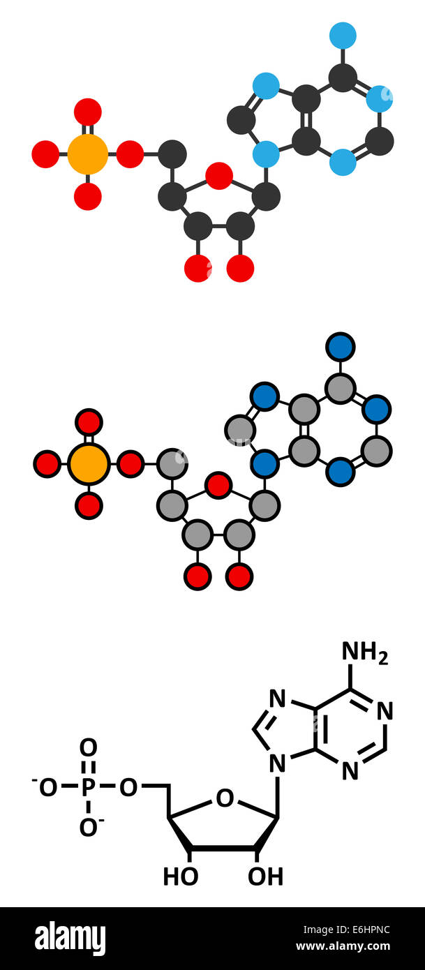 Adenosine monophosphate (AMP, adenylic acid) molecule. Nucleotide