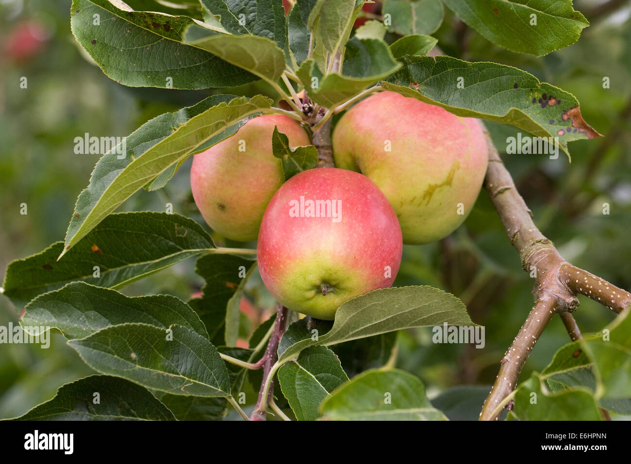 Malus domestica 'Akane'. Apples growing in an English orchard. Stock Photo