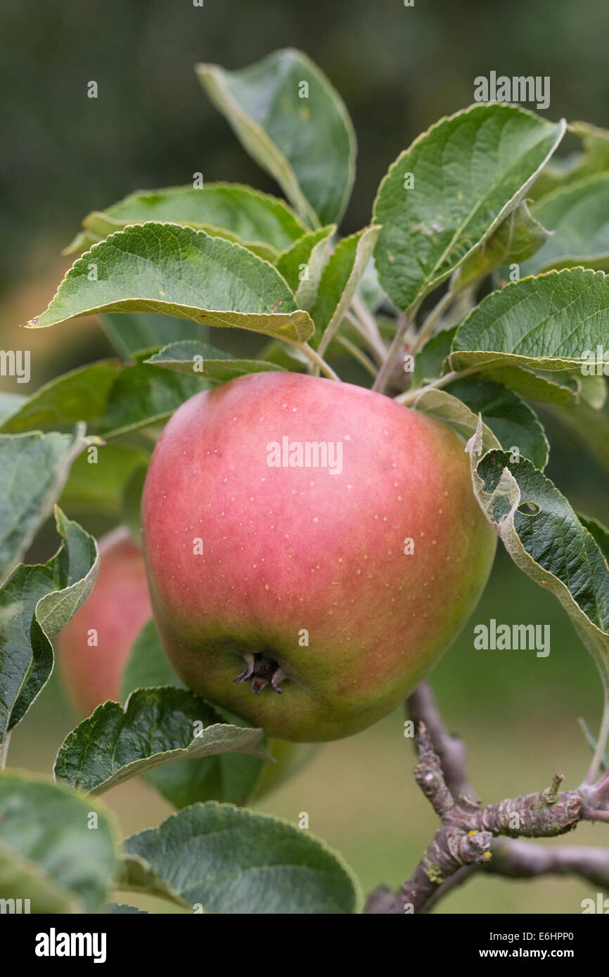 Malus domestica 'Hollandbury'. Apples growing in an English orchard. Stock Photo