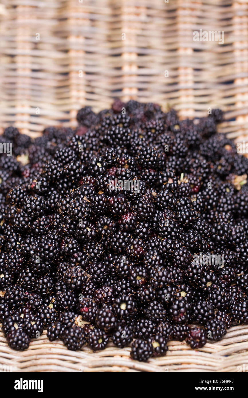 Freshly picked Blackberries in a wicker basket. Stock Photo