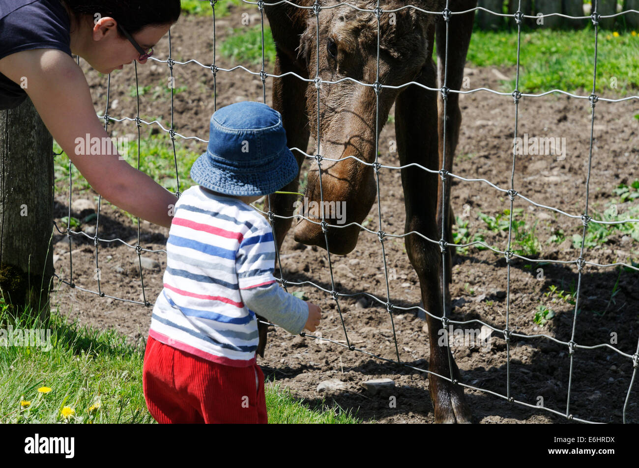 A young boy hand feeding a moose at the Bioparc in Gaspesie, Quebec Stock Photo