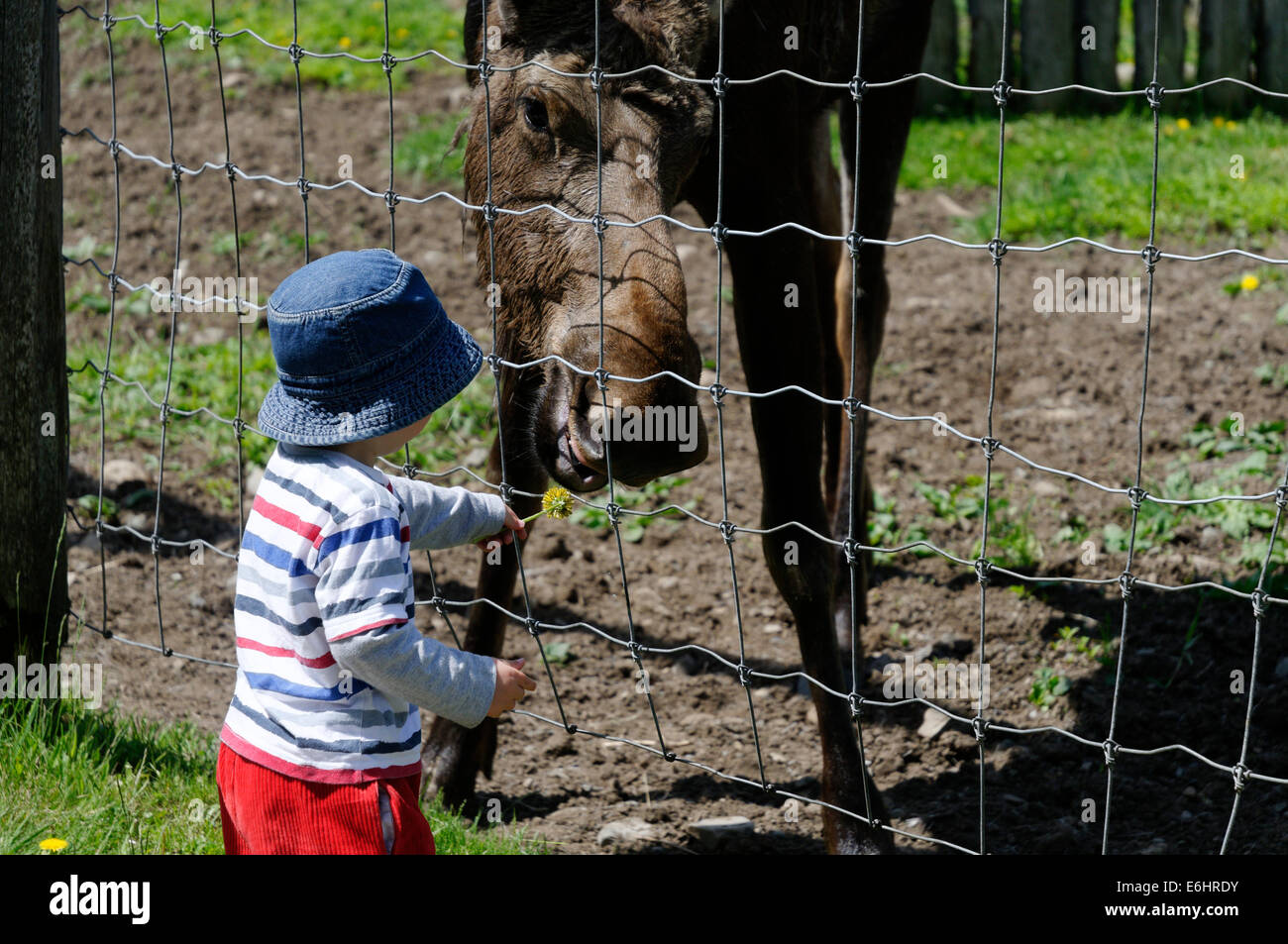 A young boy hand feeding a moose at the Bioparc in Gaspesie, Quebec Stock Photo