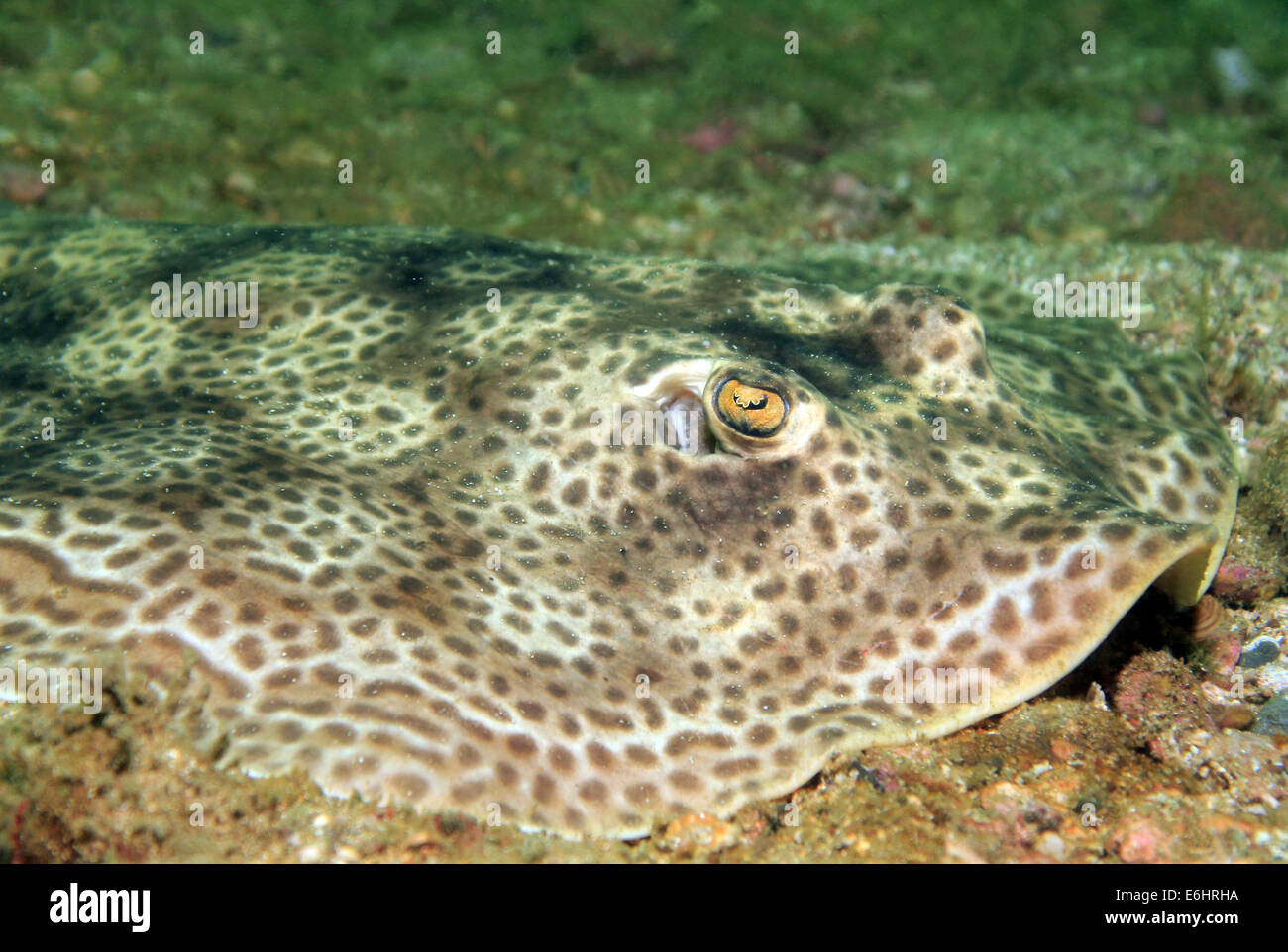 Close-up of a Round Stingray (Urolophus Halleri – aka Hallers Round Ray), Catalina Islands, Costa Rica Stock Photo