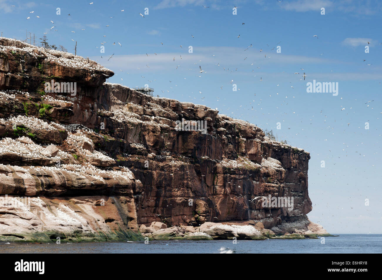 Gannet colony on Bonaventure Island Gaspesie Quebec Stock Photo