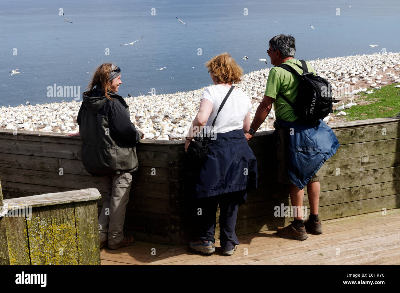 A naturalist talking to visitors at the Northern Gannets (Morus bassanus) in the colony on Bonaventure Island, Gaspesie Quebec Stock Photo