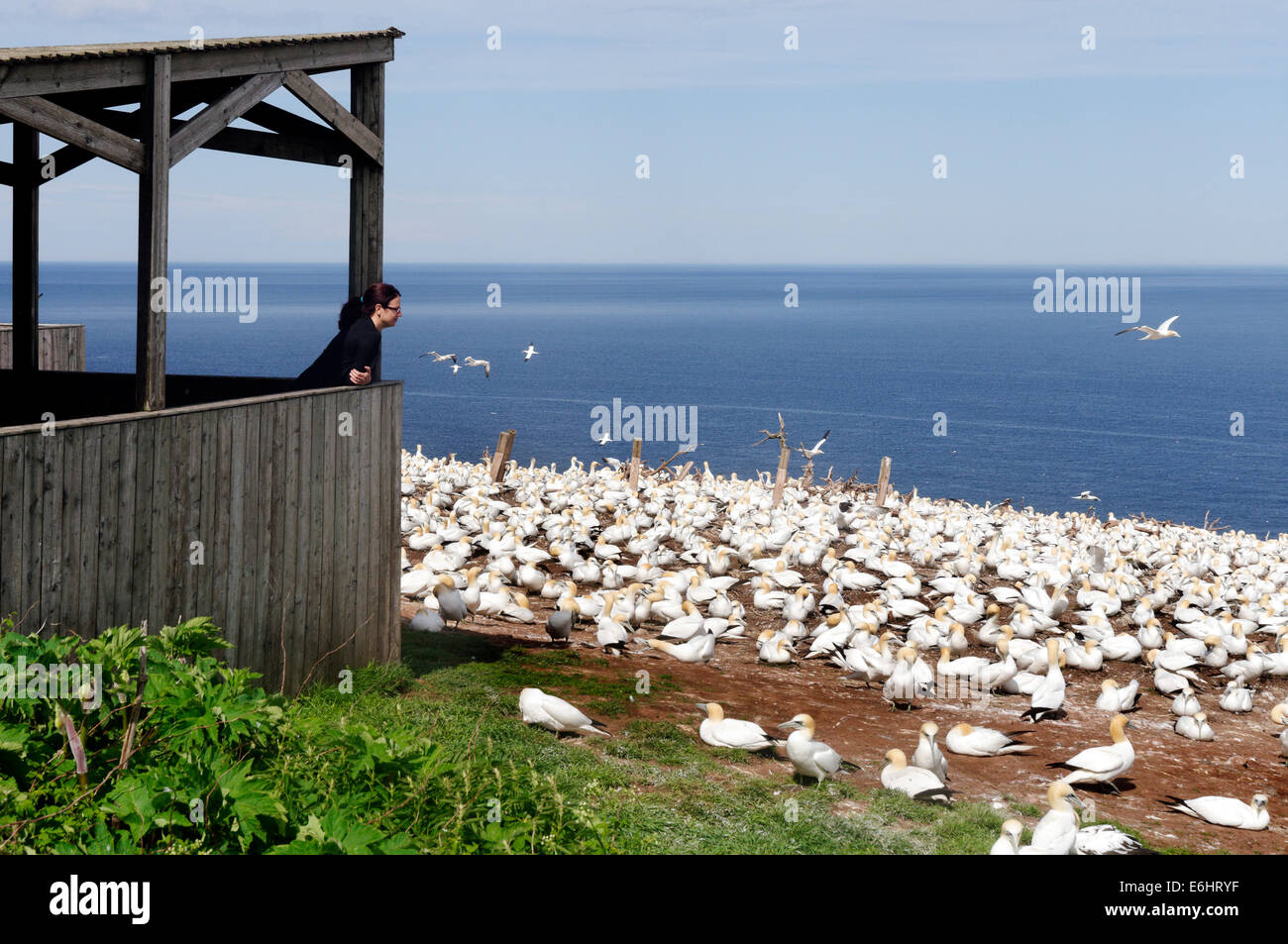 A woman looking at the Northern Gannets (Morus bassanus) in the colony on Bonaventure Island, Gaspesie, Quebec, Canada Stock Photo