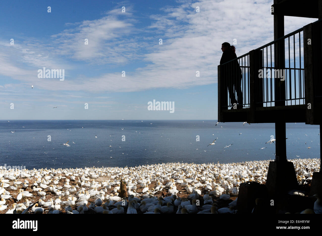 A woman looking at the Northern Gannets (Morus bassanus) in the colony on Bonaventure Island, Gaspesie, Quebec, Canada Stock Photo