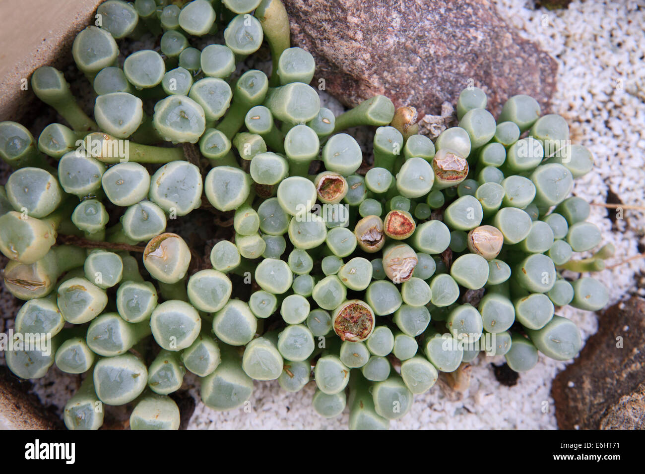 Living stone succulents. Stock Photo