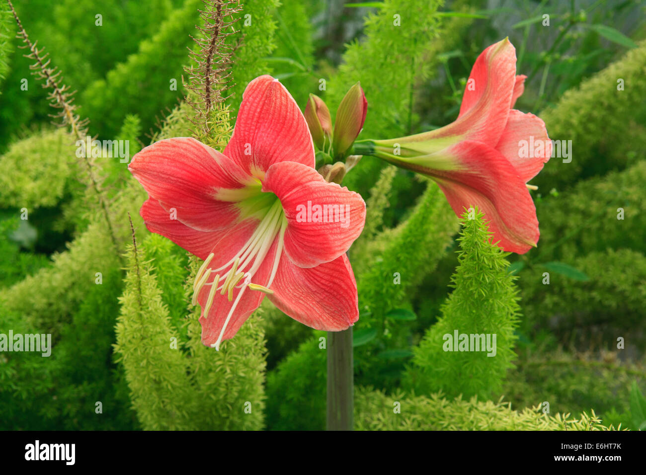 Amaryllis flowers. Stock Photo