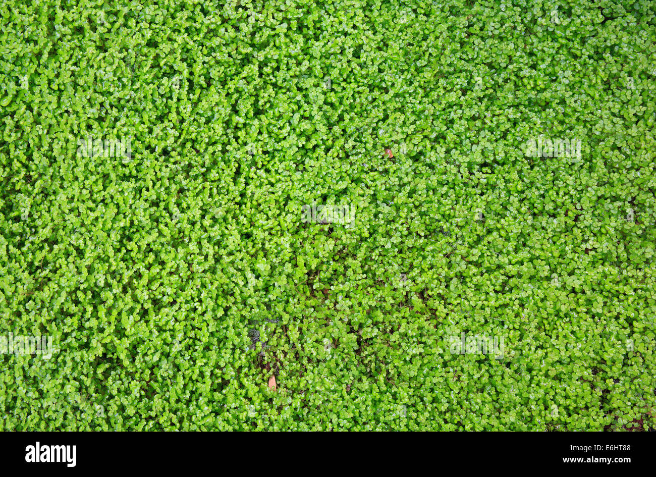Green ground cover small leaves hires stock photography and images Alamy