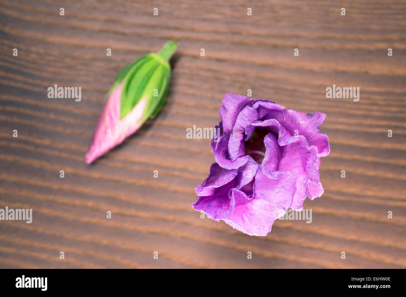 hibiscus cannabinus blossom on a wood surface Stock Photo