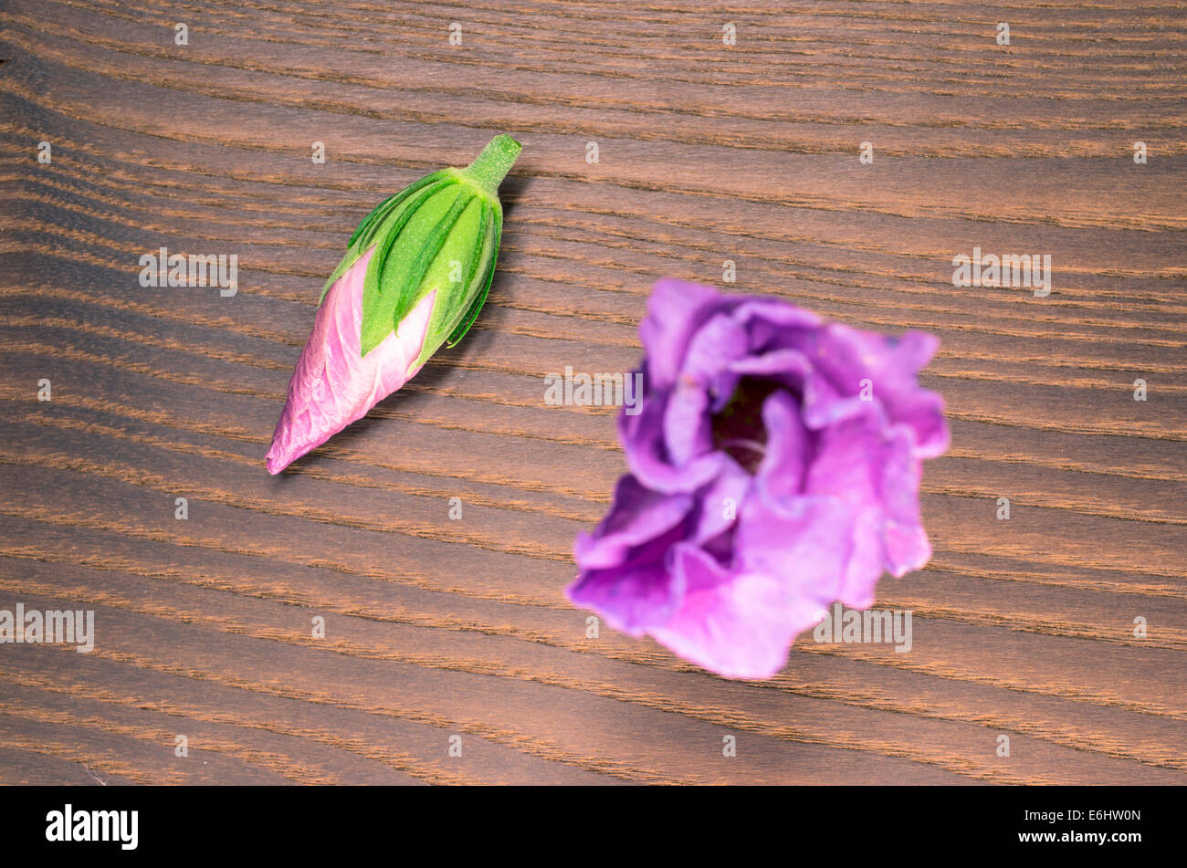 hibiscus cannabinus blossom on a wood surface Stock Photo