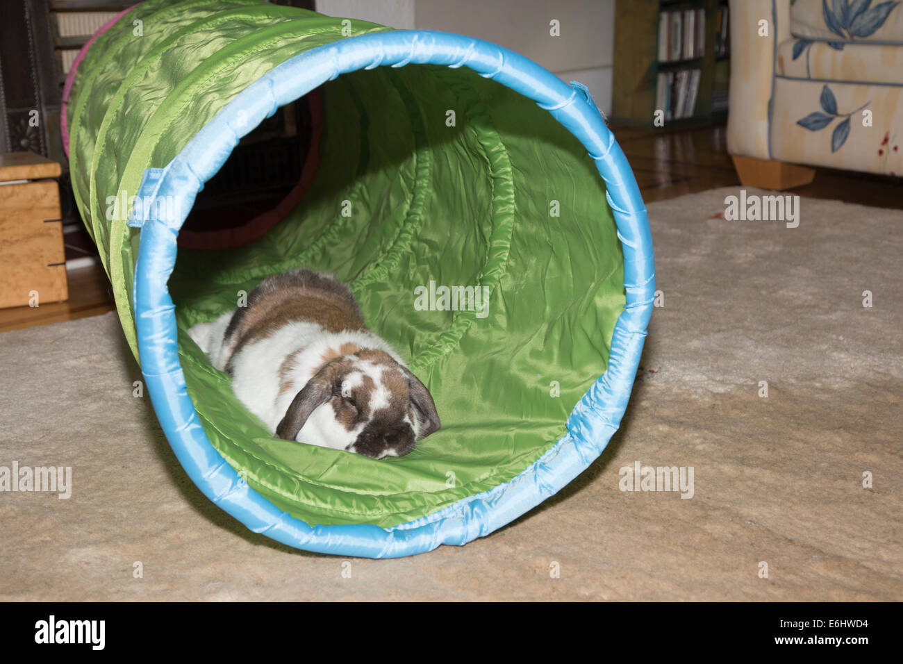 Holland Lop house rabbit sleeping in toy tunnel Stock Photo