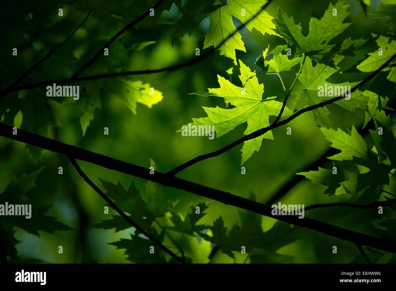 Deep lush green leaves hi-res stock photography and images - Alamy