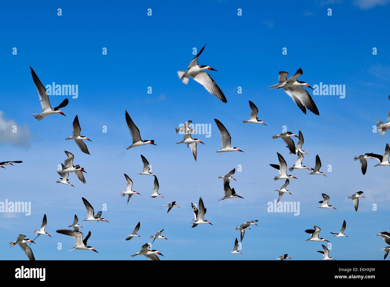 Flock of birds in a blue sky Stock Photo - Alamy