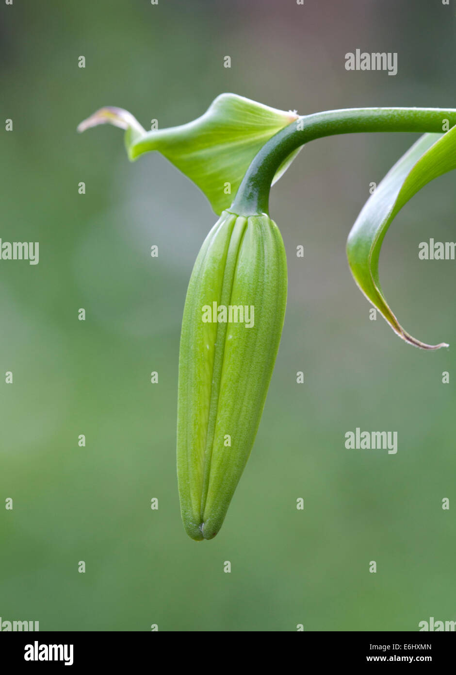 Green lily bud hires stock photography and images Alamy