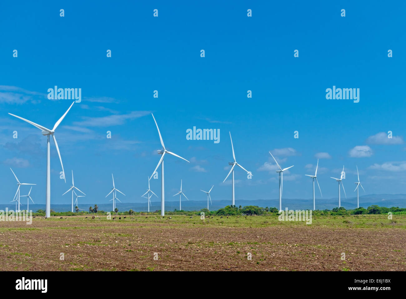 Wind power farm, field, herd of cows Stock Photo - Alamy