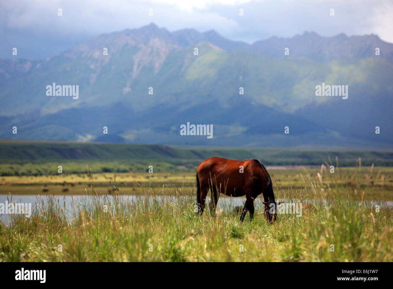 (140825) -- ZHANGYE, Aug. 25, 2014 (Xinhua) -- A horse grazes at the Shandan Horse Ranch in Zhangye City, northwest China's Gansu Province, Aug. 23, 2014. The Shandan Horse Ranch, which locates in the Qilian Mountain's Damayin pastureland, covers an area of 219,693 hectares. The history of the ranch can be traced back to 121 B.C. when famous Chinese general Huo Qubing established the ranch specially to herd horses for the army of China. Since then, the ranch, which was well-known for the Shandan horse hybrids, has therefore been the base of the military and royal horses through several dynasti Stock Photo