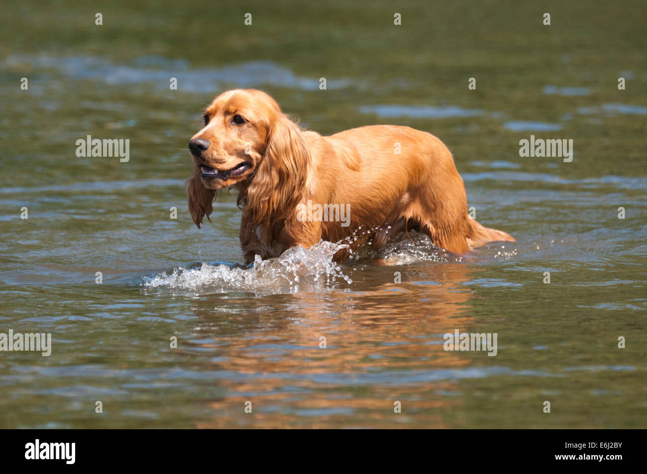 golden sprocker spaniel