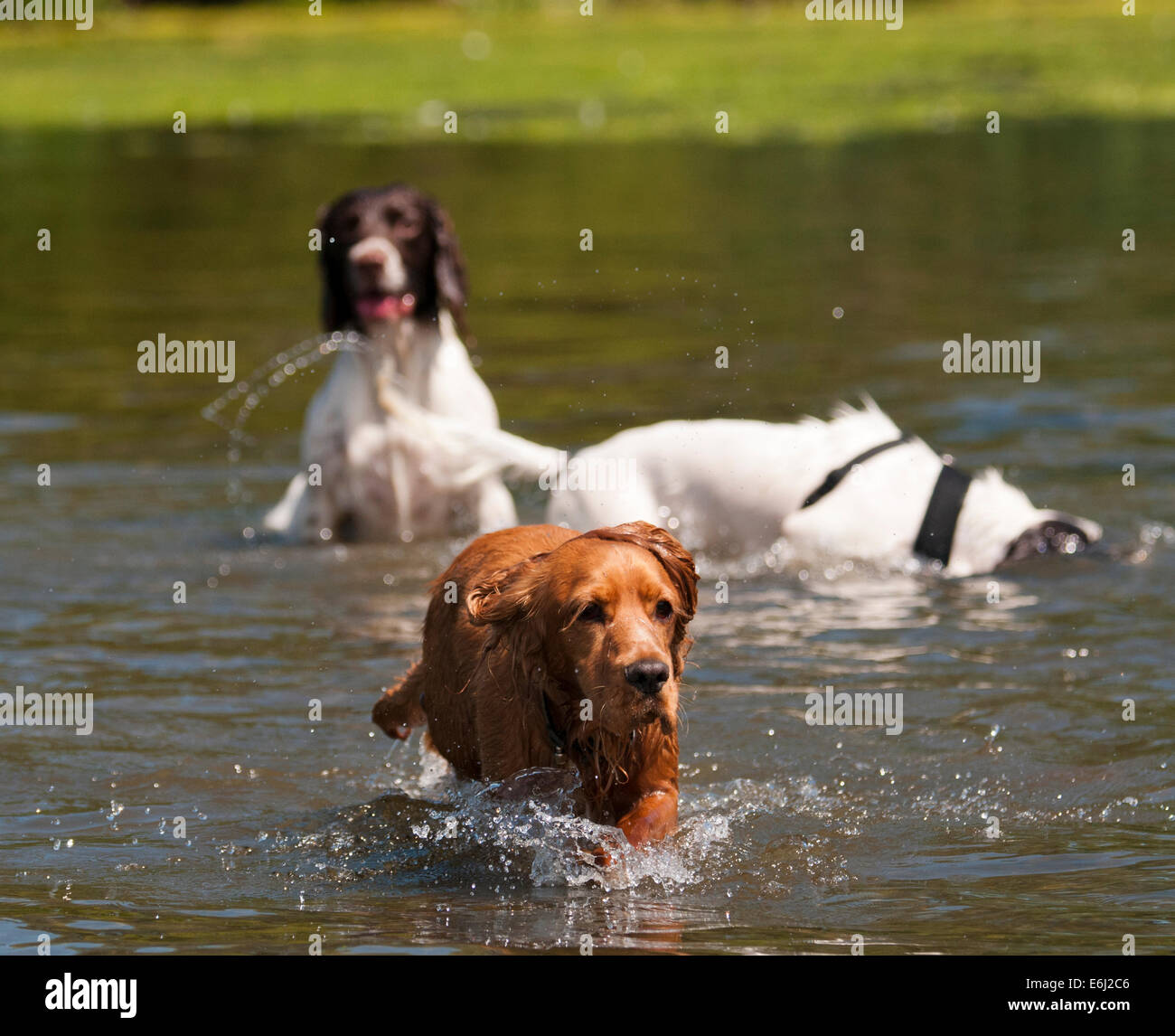 Spaniels in water Stock Photo