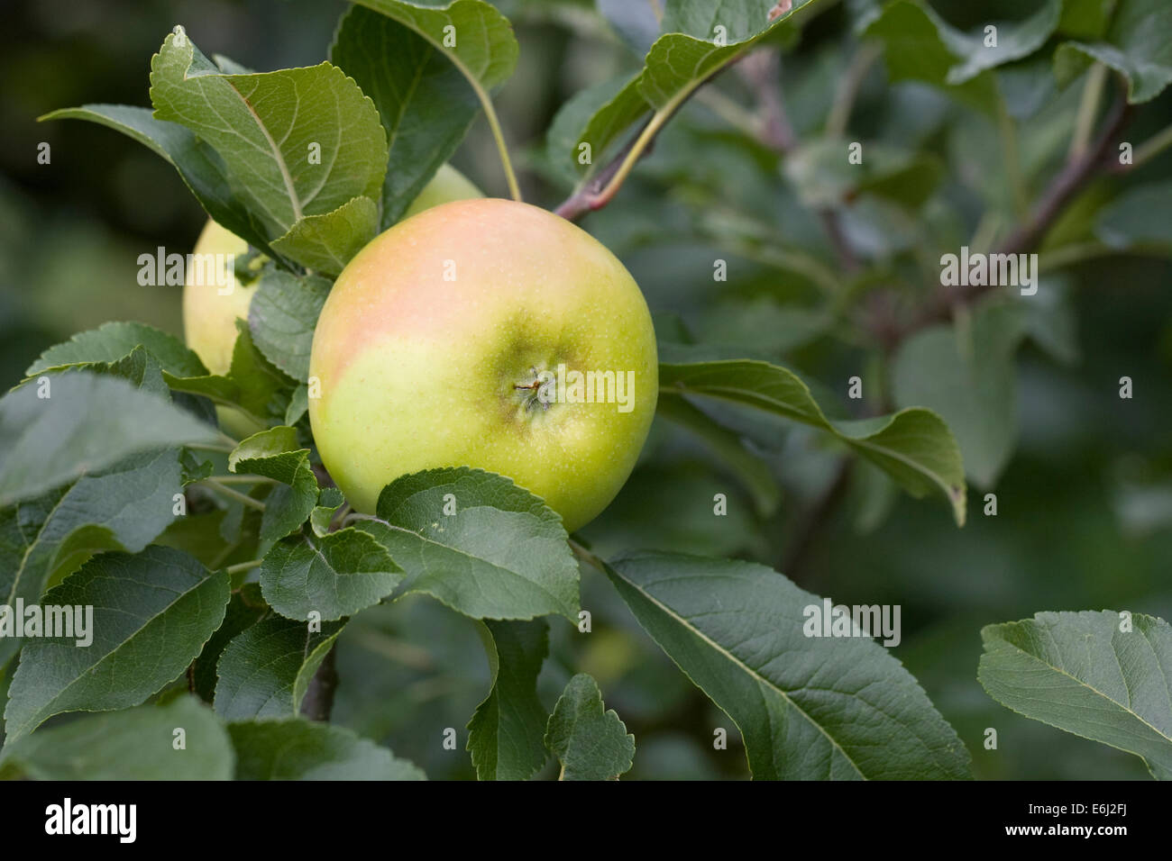 Malus domestica 'Limelight'. Apples growing in an English orchard. Stock Photo