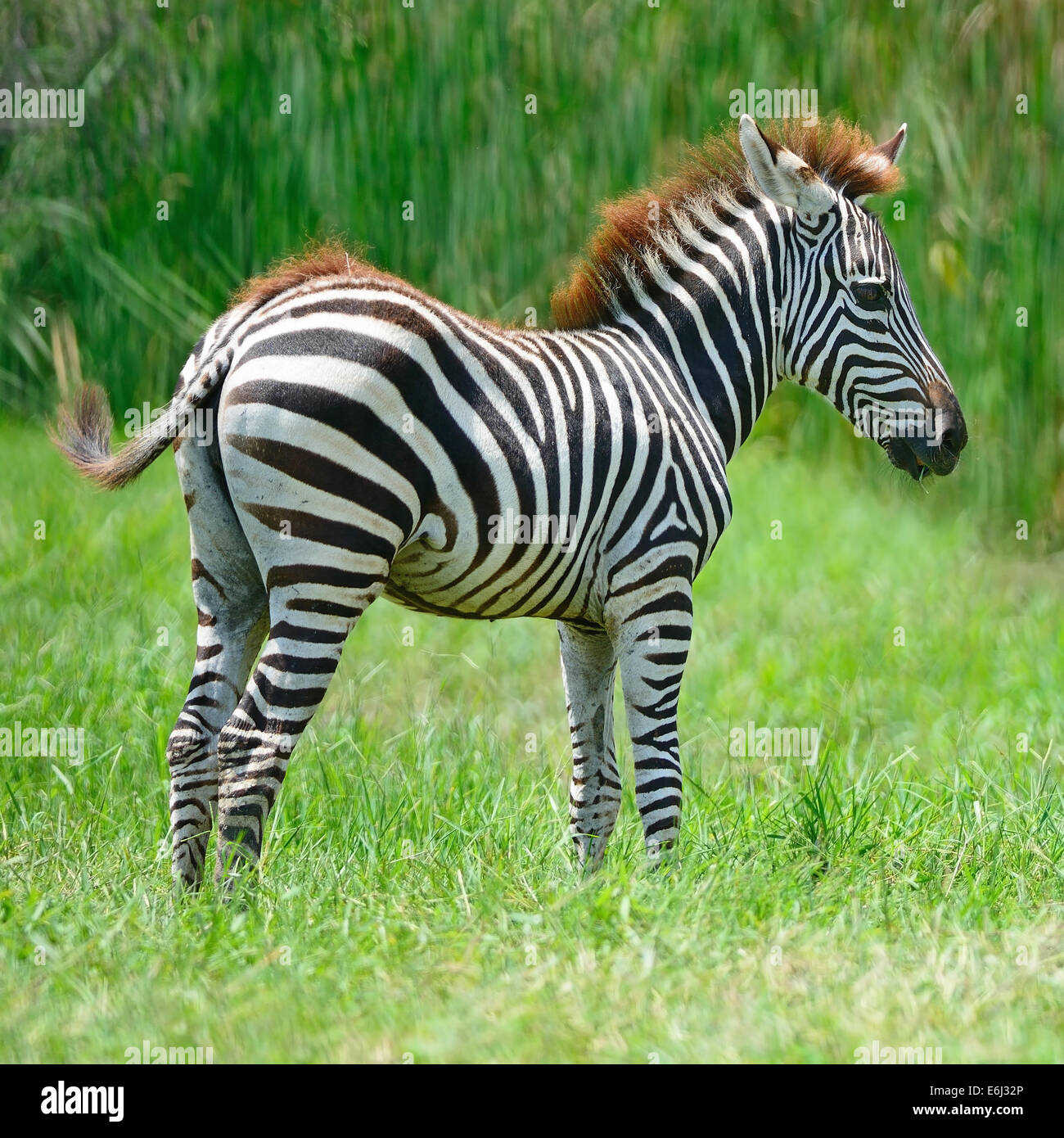 Common Zebra or Burchell's Zebra (Equus burchelli) Stock Photo