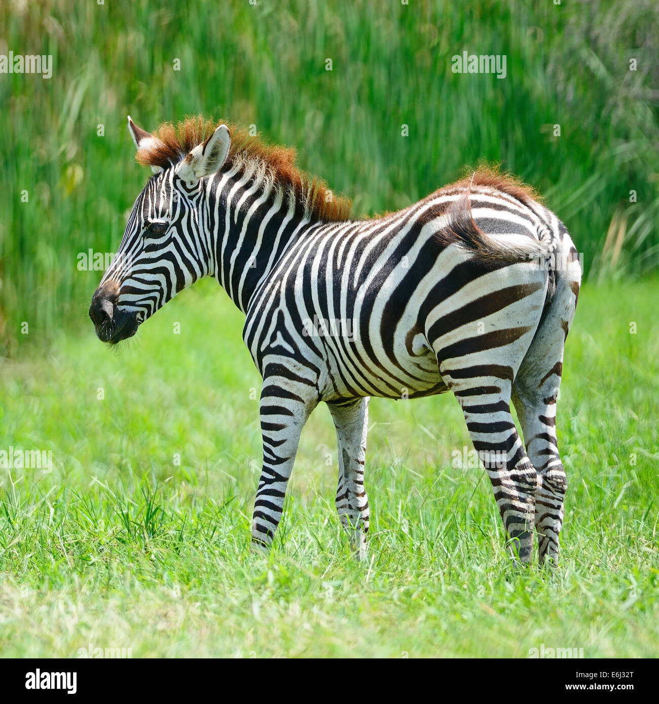 Common Zebra or Burchell's Zebra (Equus burchelli) Stock Photo
