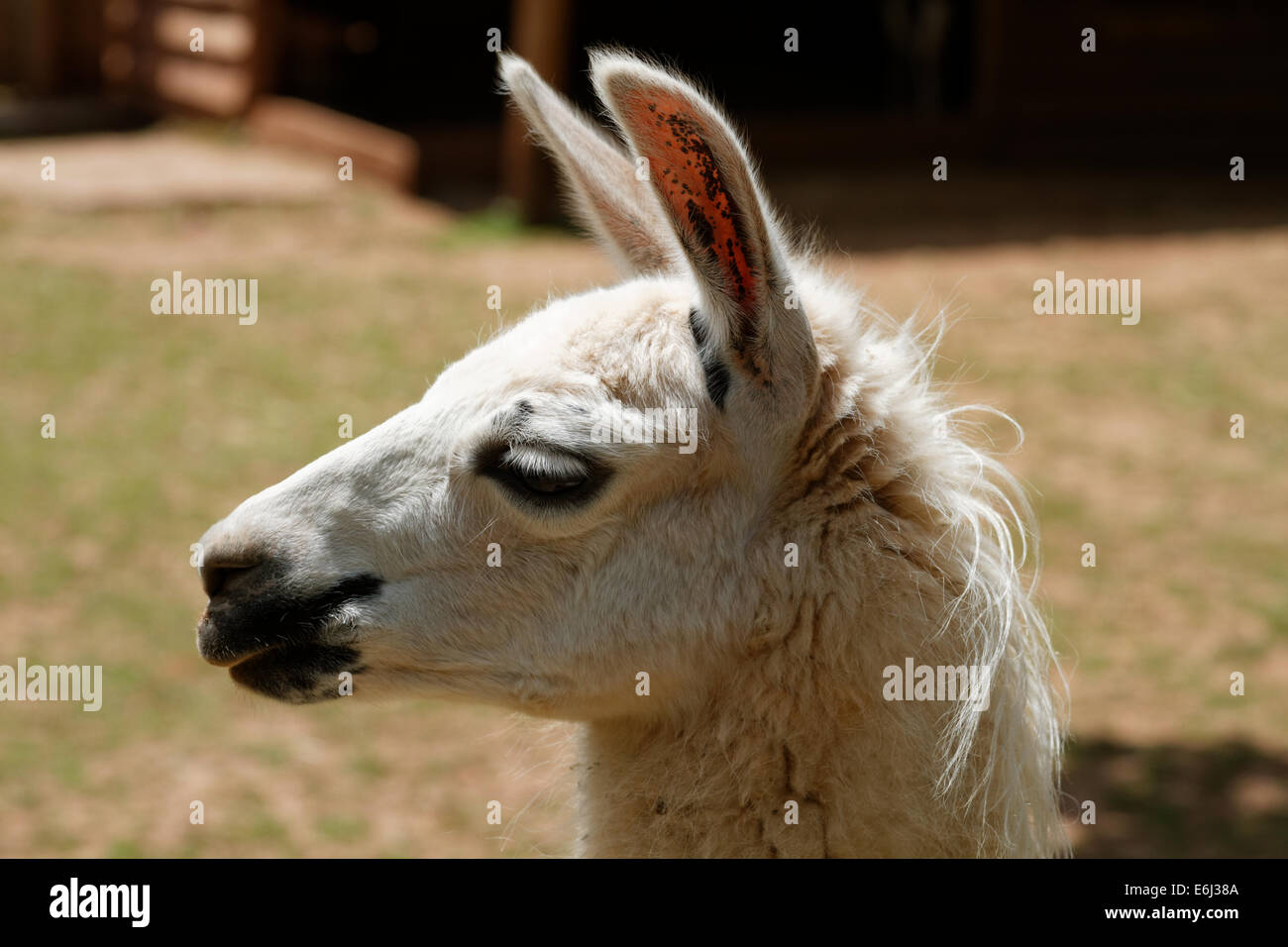 Llama portrait Stock Photo