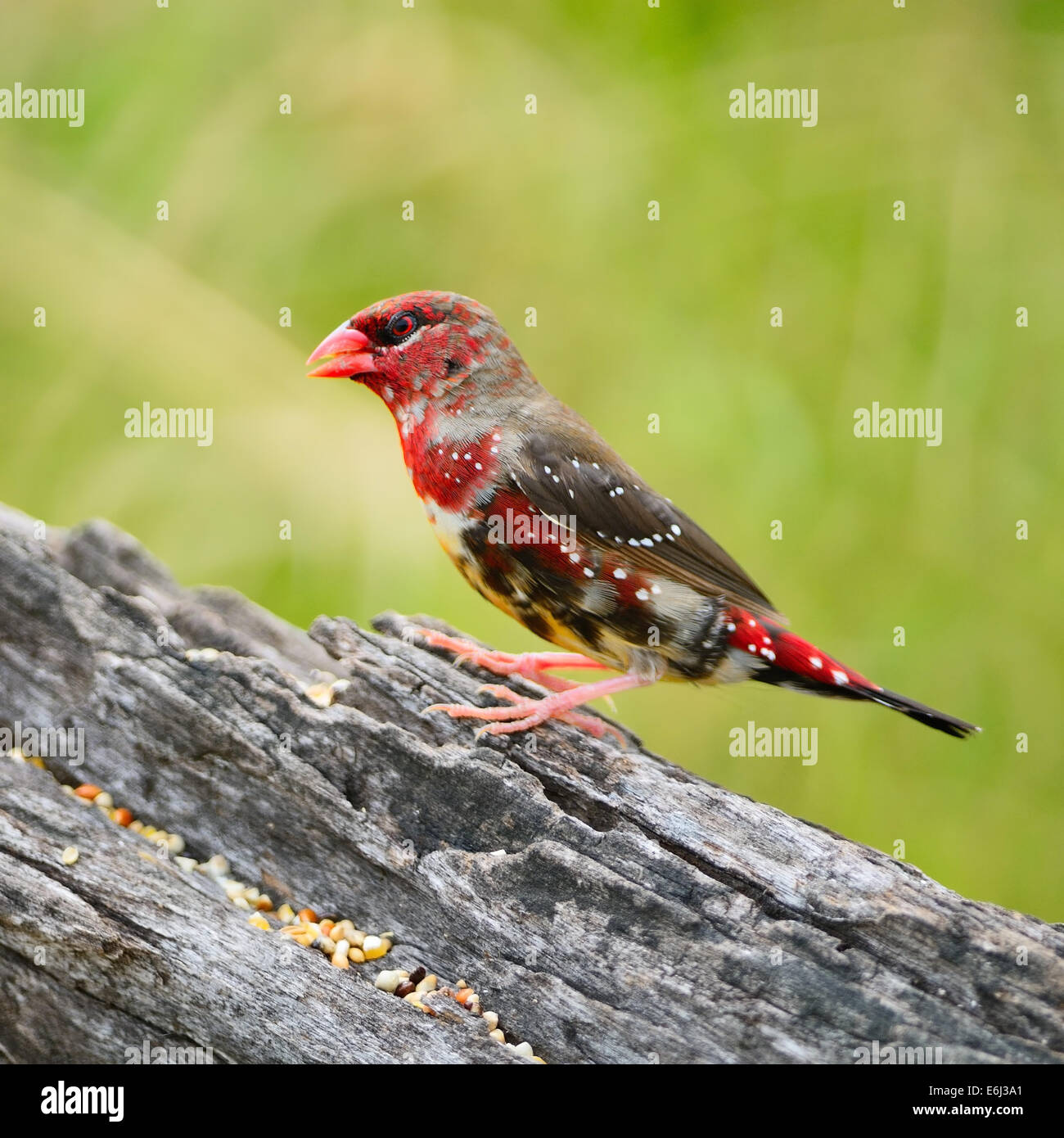 Beautiful red bird, juvenile male Red Avadavat (Amandava amandava) on the breeding plumage season, side profile Stock Photo