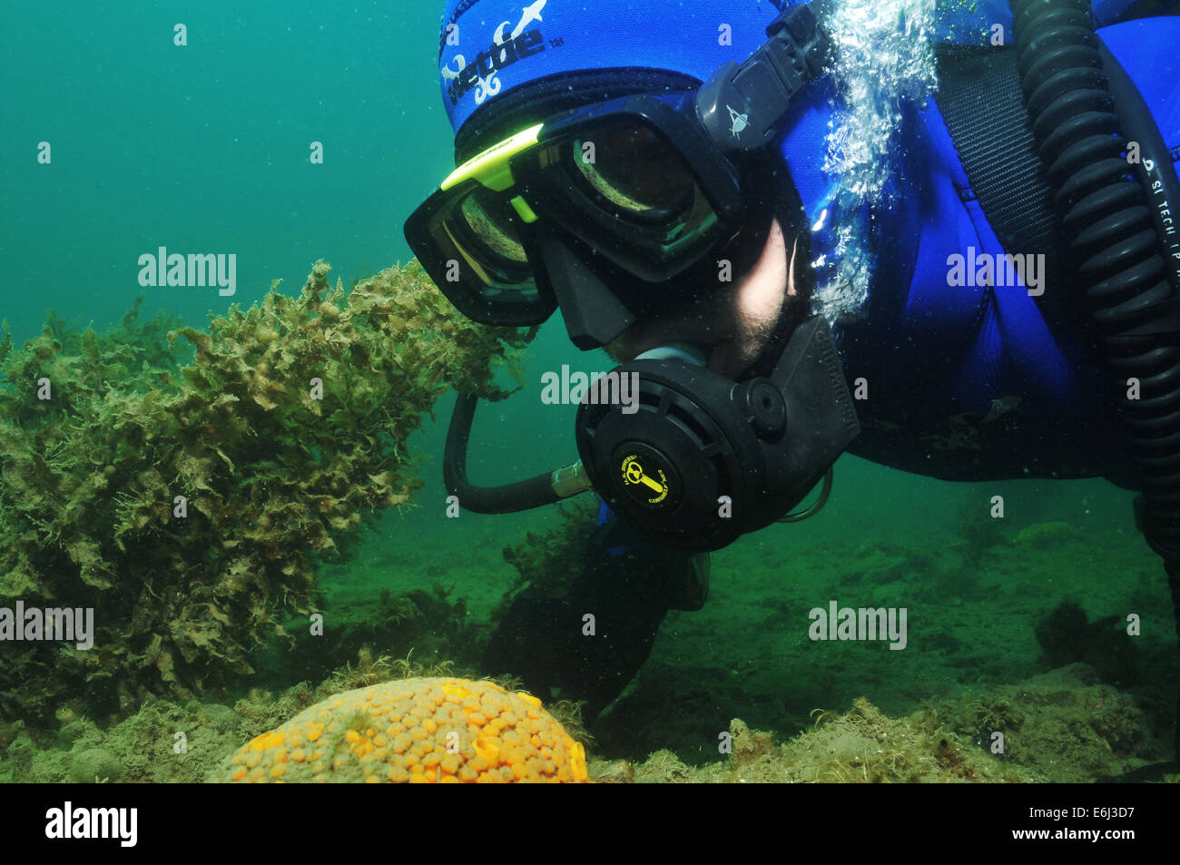 Scuba diver observing orange boring sponge among sea weeds on flat silty bottom of Mahurangi Harbour, New Zealand Stock Photo