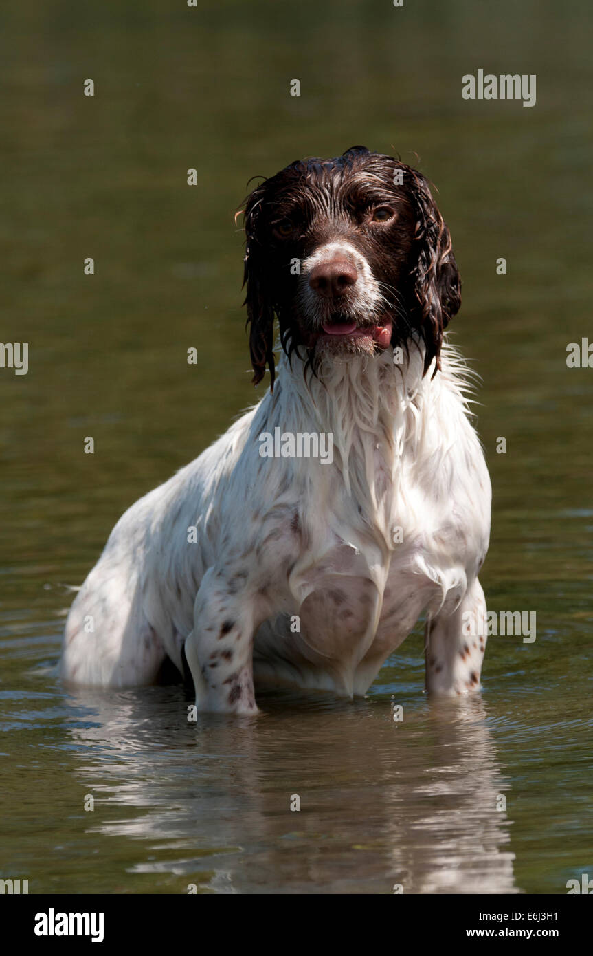 Springer spaniel in water Stock Photo Alamy