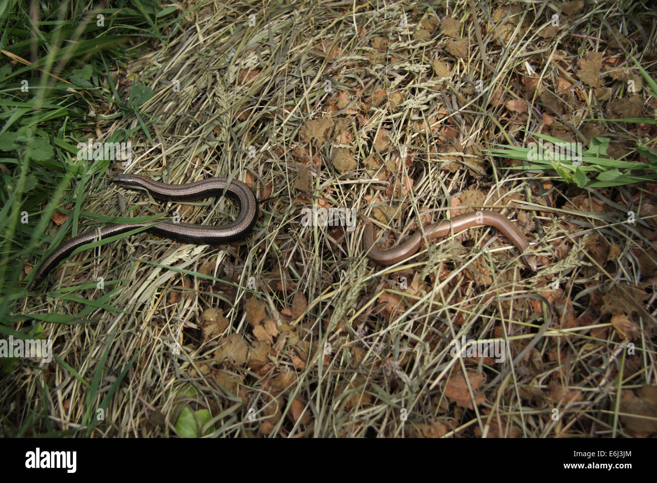 One male, one female, slow-worm Stock Photo
