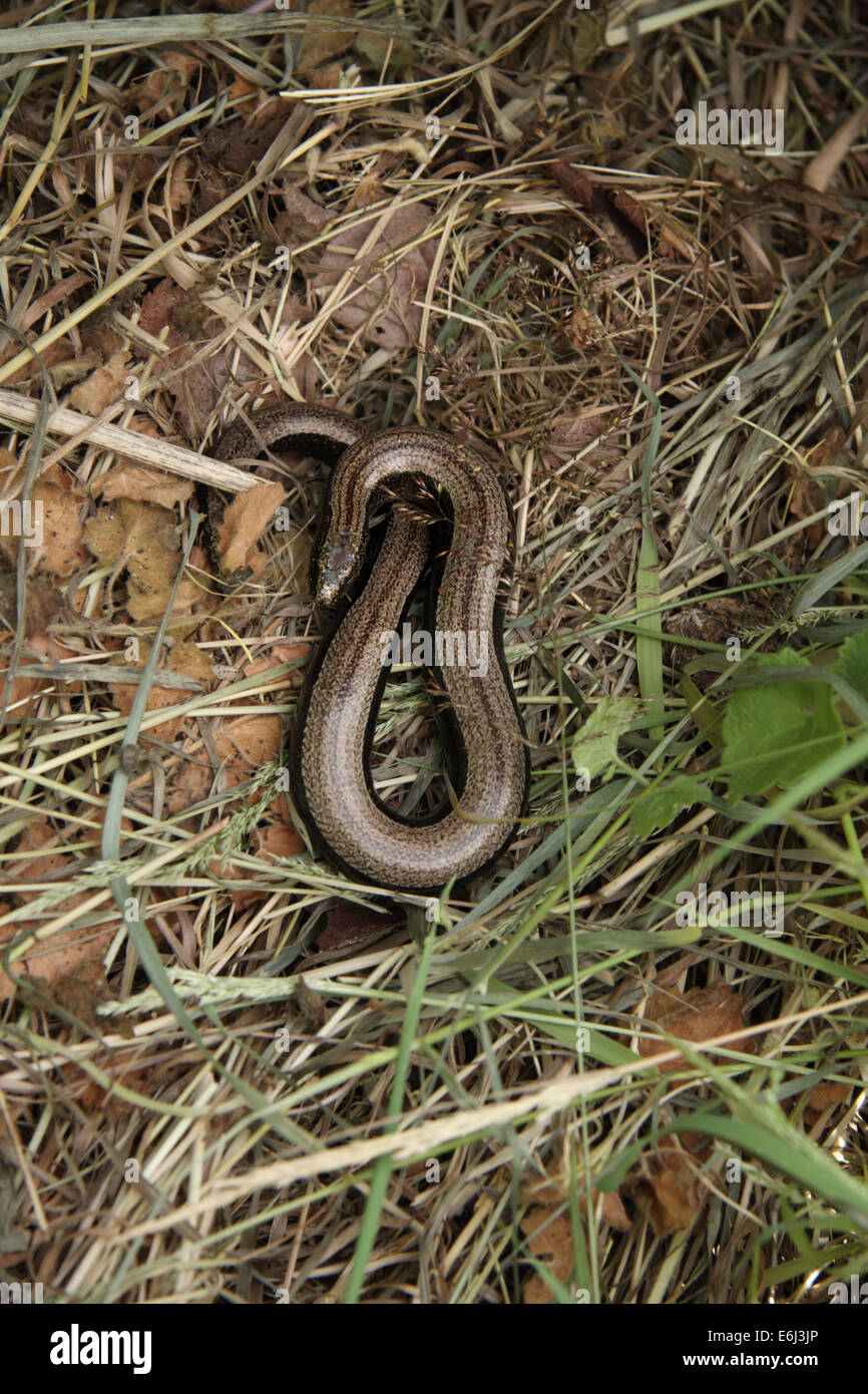 Female slow worm Stock Photo
