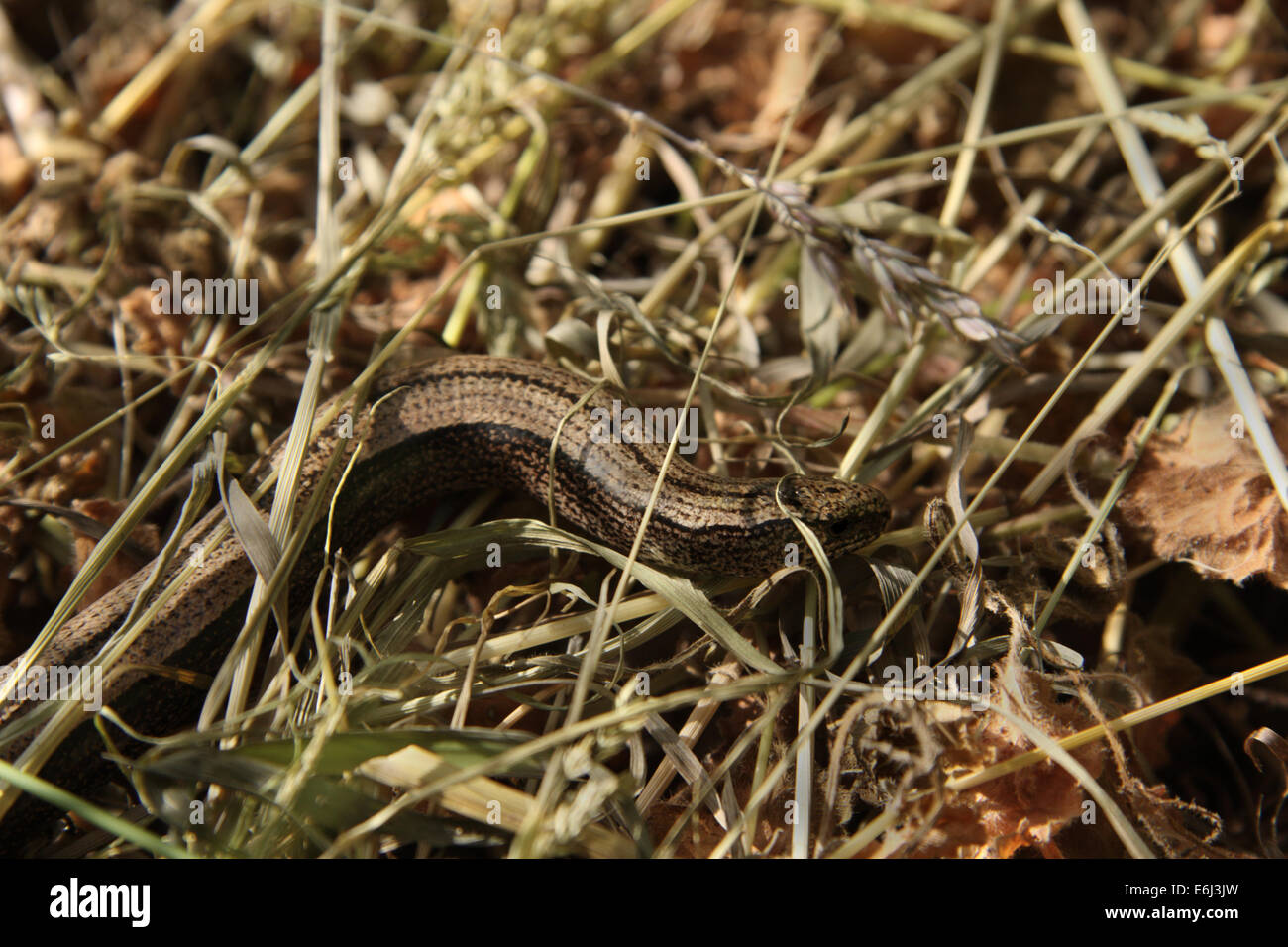 Close-up of female slow worm Stock Photo