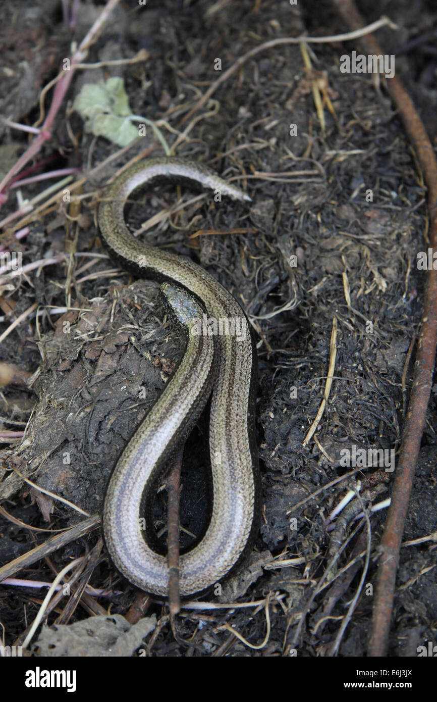 Female slow worm Stock Photo